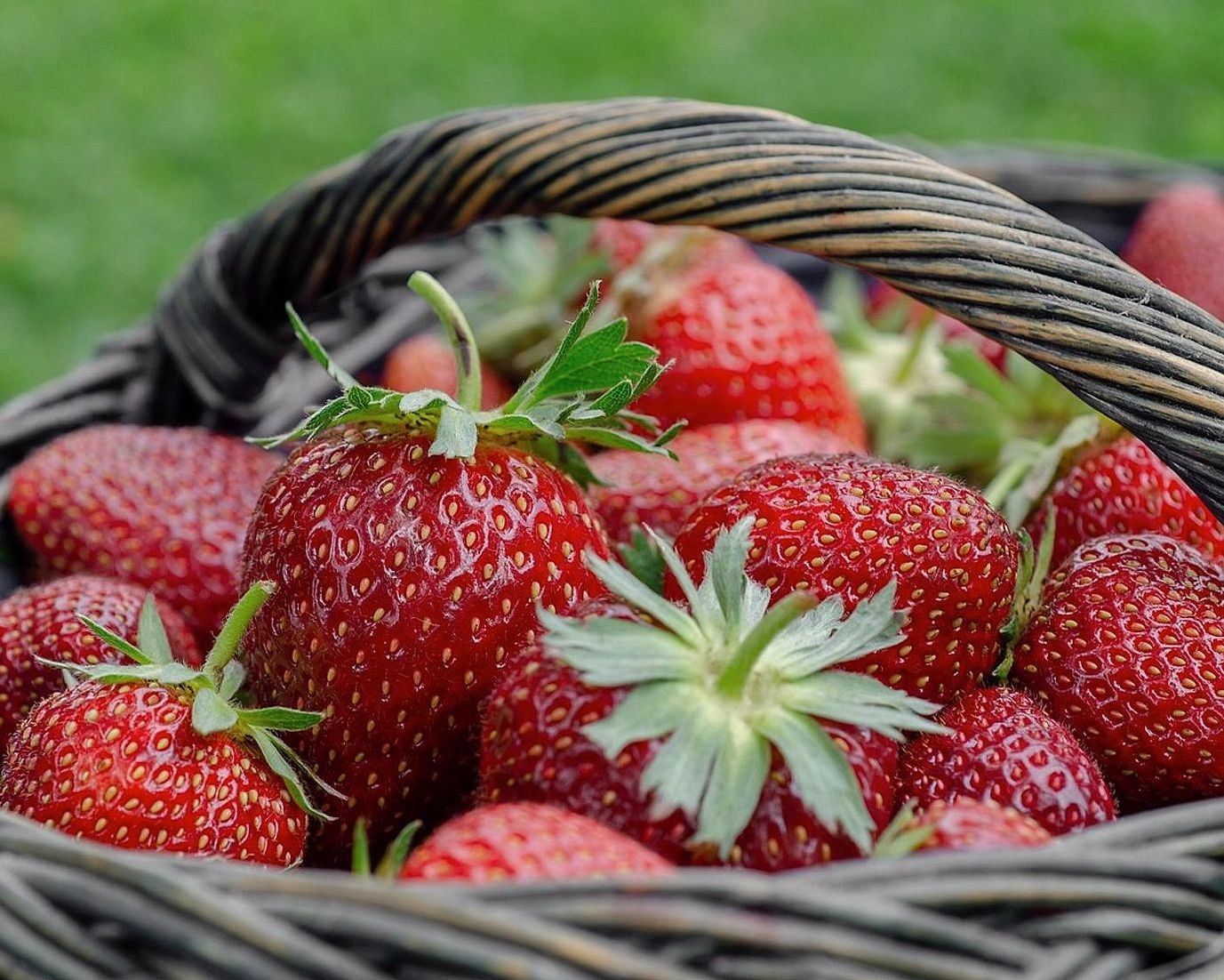 Nuestra huerta de frutas frescas